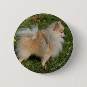Pomeranian Standing 6 Cm Round Badge