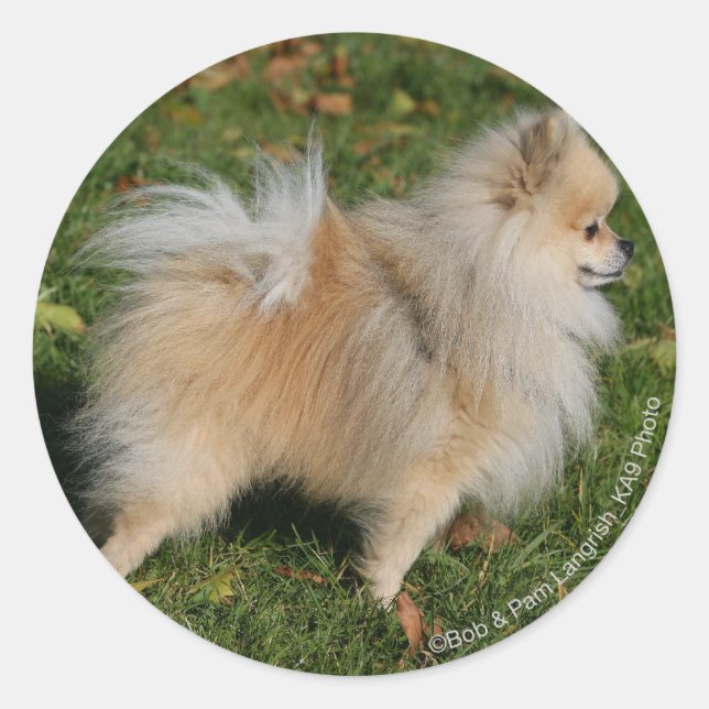 Pomeranian Standing Classic Round Sticker (Front)