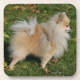 Pomeranian Standing Coaster