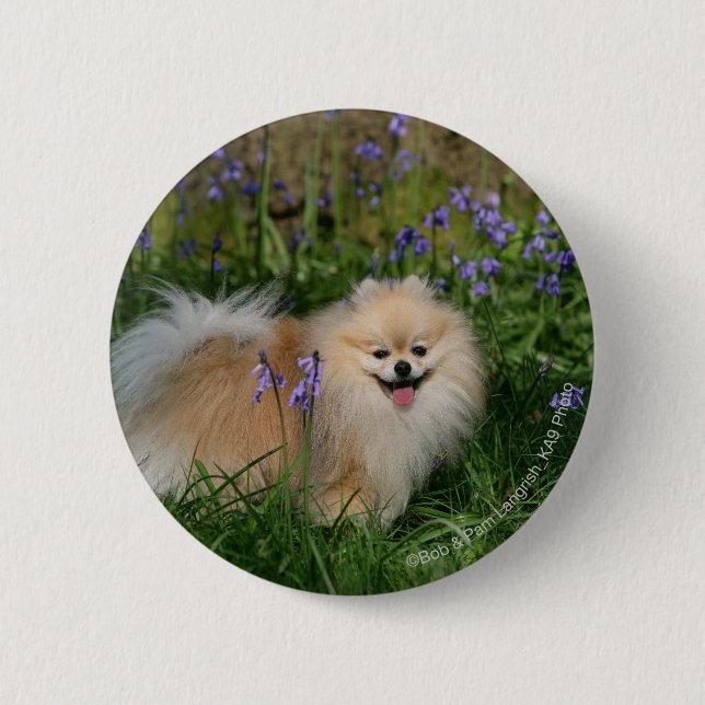Pomeranian Standing Looking at Camera 6 Cm Round Badge (Front)