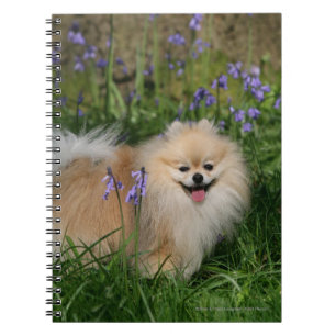 Pomeranian Standing Looking at Camera Spiral Notebook