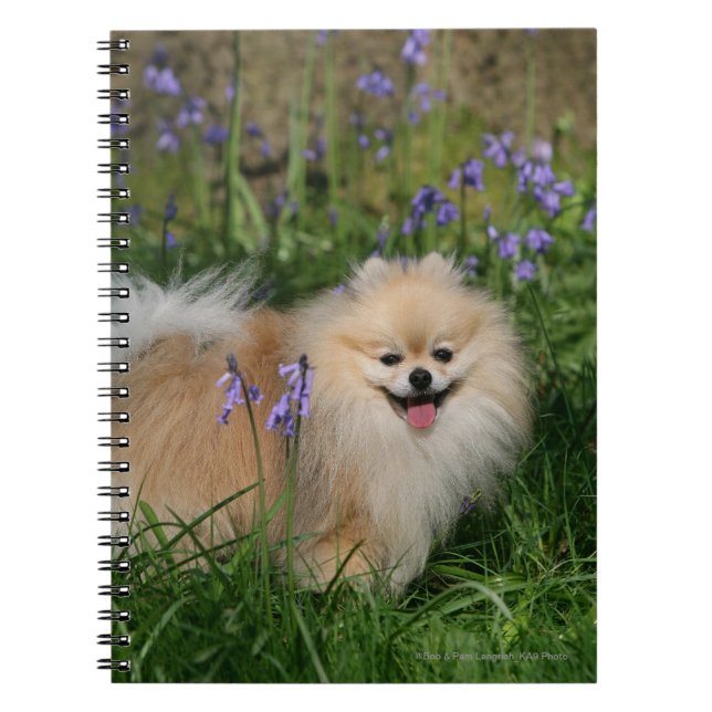 Pomeranian Standing Looking at Camera Spiral Notebook (Front)
