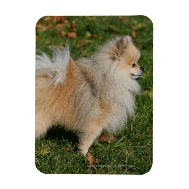 Pomeranian Standing Magnet (Vertical)
