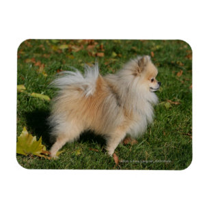 Pomeranian Standing Magnet