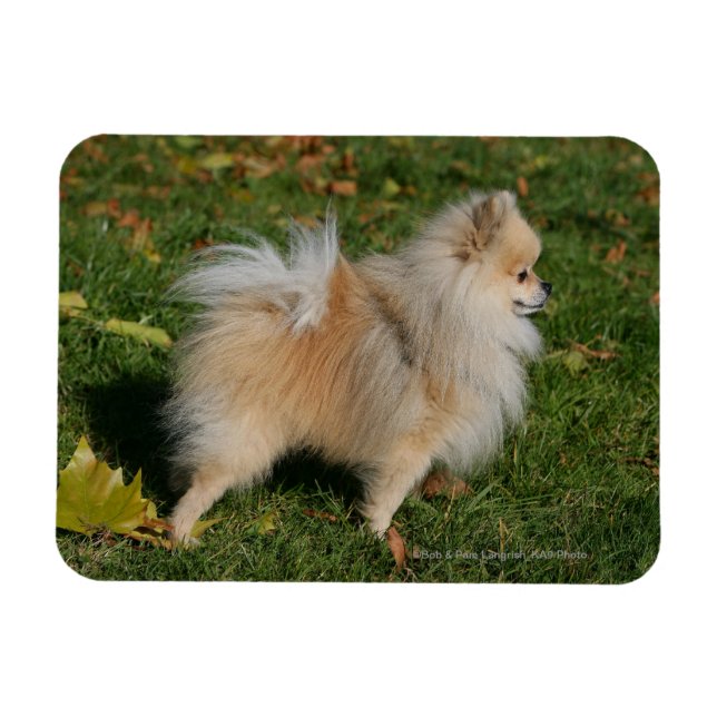 Pomeranian Standing Magnet (Horizontal)