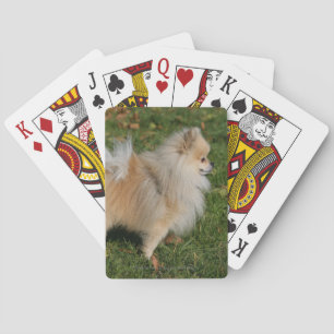 Pomeranian Standing Playing Cards