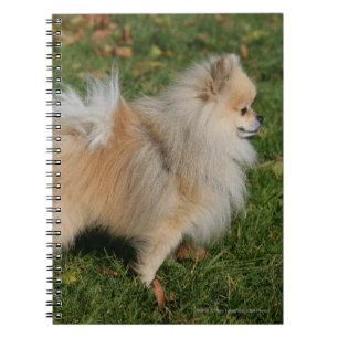 Pomeranian Standing Spiral Notebook