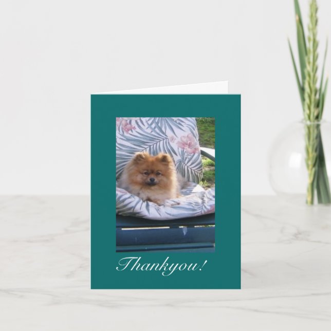 Pomeranian Thank you Note Card (Front)