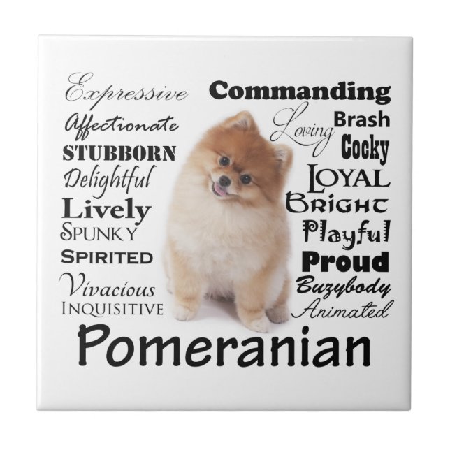 Pomeranian Traits Ceramic Tile (Front)
