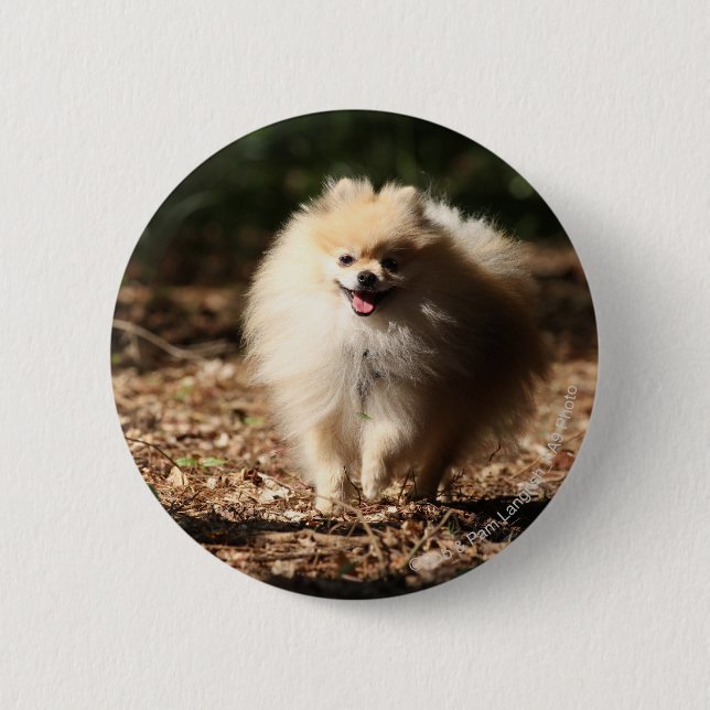 Pomeranian Trotting in the Fallen Leaves 6 Cm Round Badge (Front)