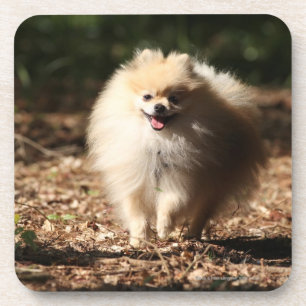 Pomeranian Trotting in the Fallen Leaves Coaster
