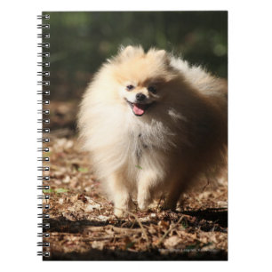 Pomeranian Trotting in the Fallen Leaves Spiral Notebook
