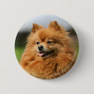 Pomeranian Watching 6 Cm Round Badge