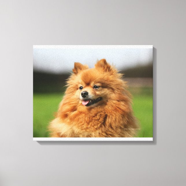 Pomeranian Watching Canvas Print (Front)