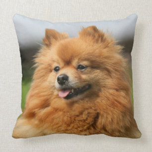 Pomeranian Watching Cushion