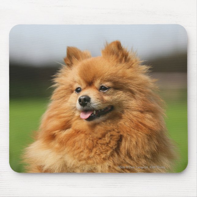 Pomeranian Watching Mouse Pad (Front)