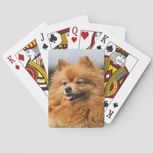 Pomeranian Watching Playing Cards (Back)