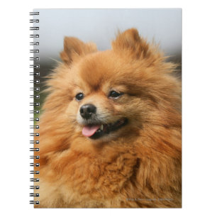 Pomeranian Watching Spiral Notebook