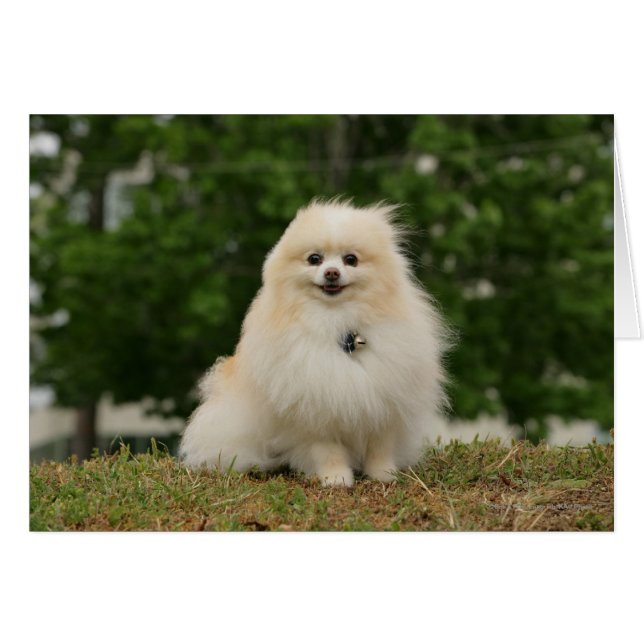 Pomeraning Sitting (Front Horizontal)