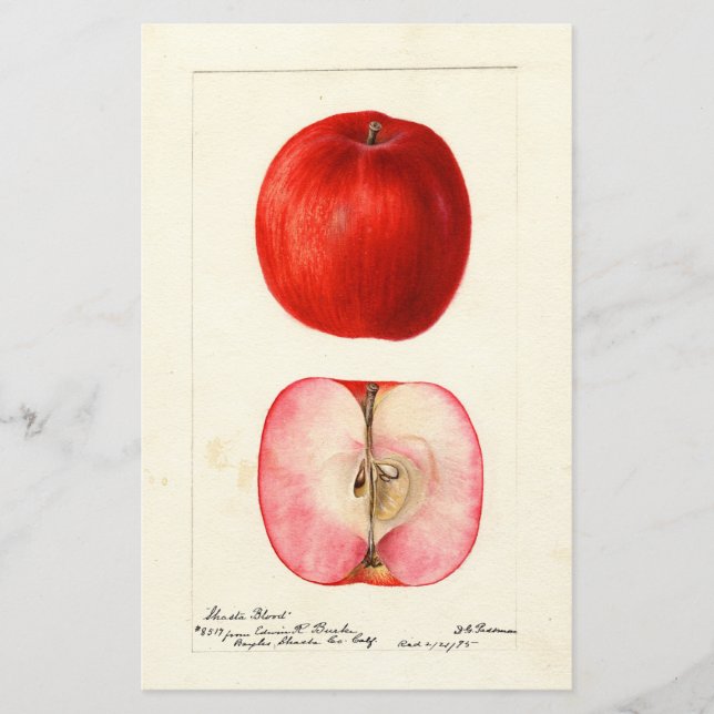 Pomological Water Colour Shasta Variety (Front)