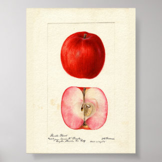 Pomological Water Colour Shasta Variety Poster