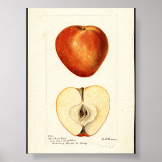 Pomological Watercolor Marshall Red  Poster