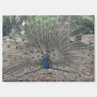 Ponce de Leon’s Fountain of Youth Magnet