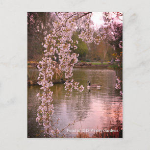 Pond at RHS Wisley, England Postcard