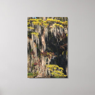 Pond Cypress in Flooded Swamp Canvas Print