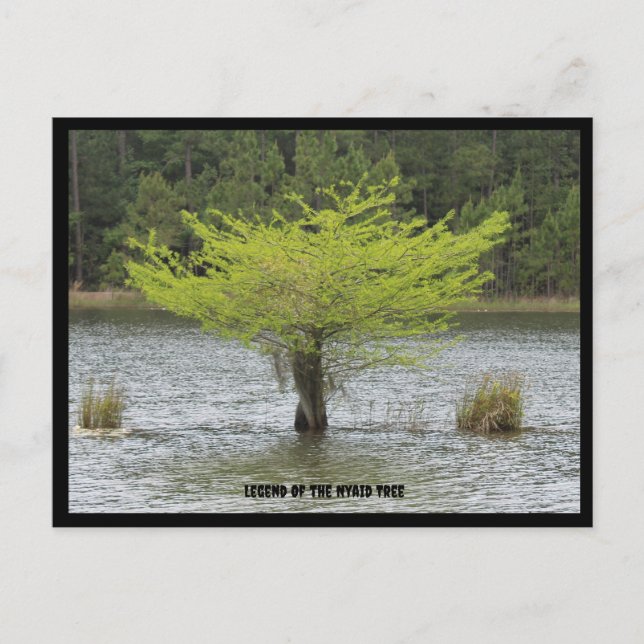Pond Cypress  Legend Postcard (Front)