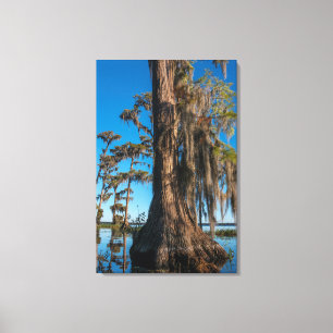 Pond Cypress Tree in a Swamp Canvas Print