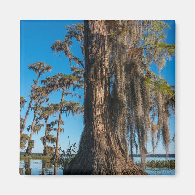 Pond Cypress Tree in a Swamp Magnet (Front)