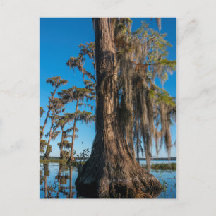 Pond Cypress Tree in a Swamp Postcard