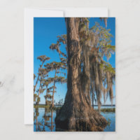 Pond Cypress Tree in a Swamp