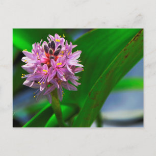 Pond Flower Postcard