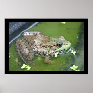 Pond Frog Poster