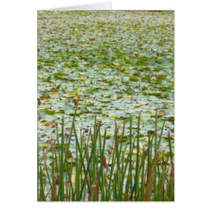 pond greenery
