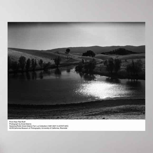 Pond Near Red Bluff by Ansel Adams Poster (Front)