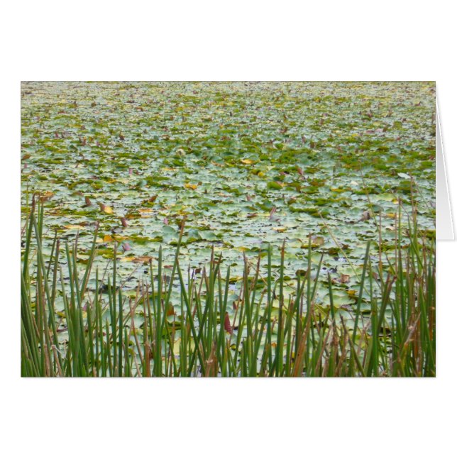 pond plants (Front Horizontal)