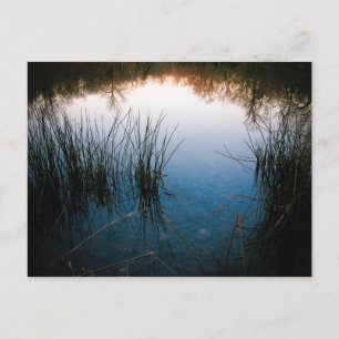 Pond Reflections Postcard