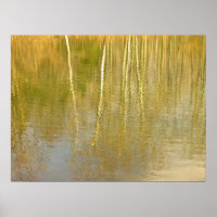 Pond Reflections