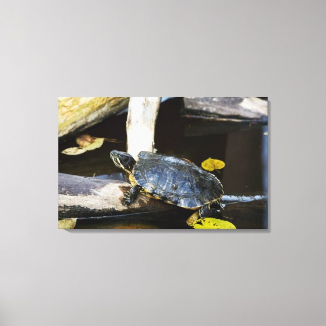Pond slider turtle in the wild canvas print (Front)