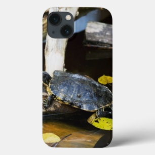Pond slider turtle in the wild iPhone 13 case