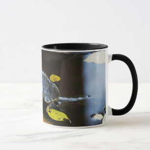 Pond slider turtle in the wild mug