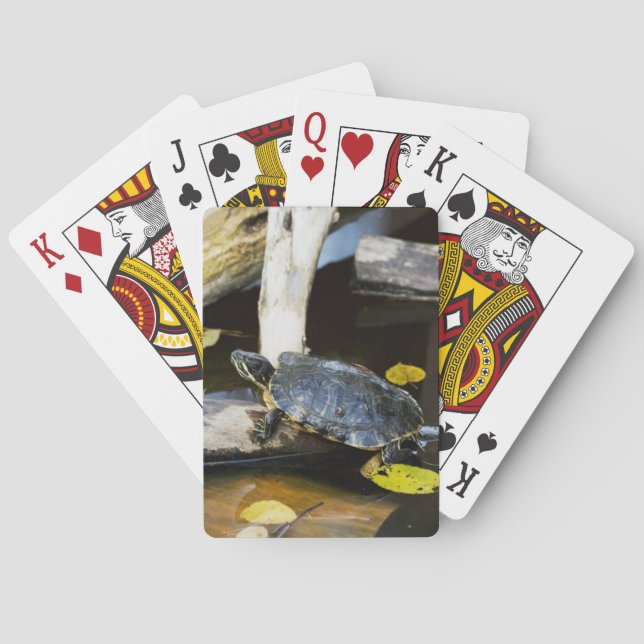 Pond slider turtle in the wild playing cards (Back)