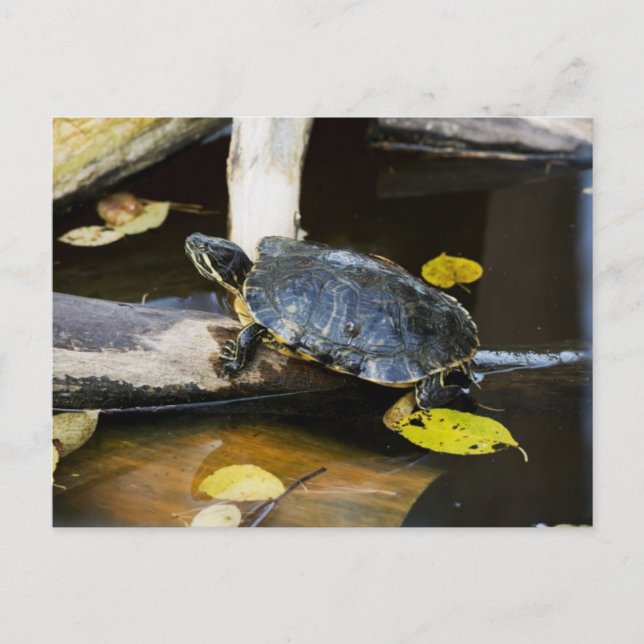 Pond slider turtle in the wild postcard (Front)