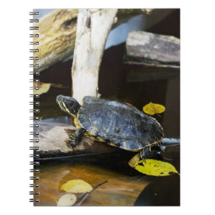 Pond slider turtle in the wild spiral notebook