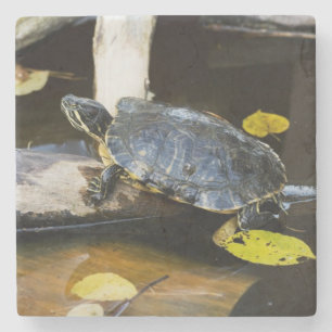 Pond slider turtle in the wild stone coaster