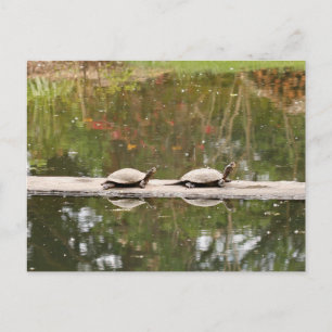 Pond Turtle Postcard