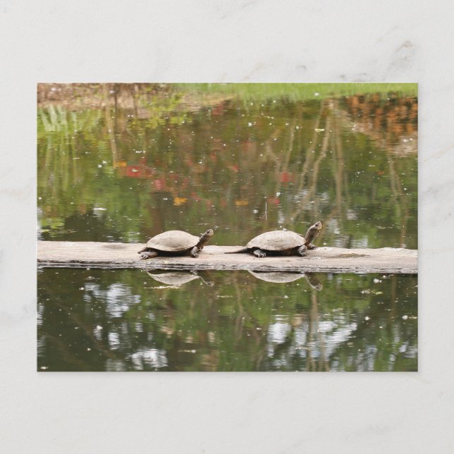 Pond Turtle Postcard (Front)